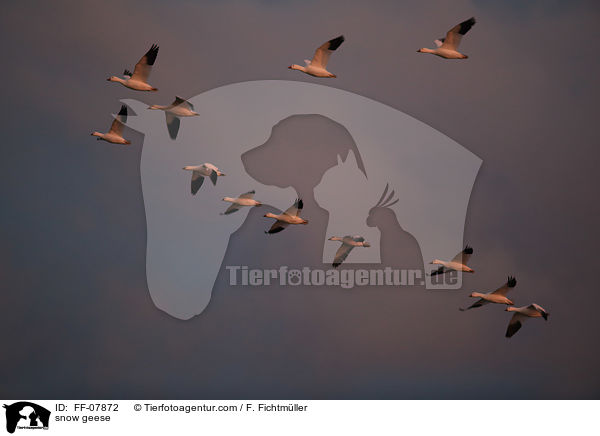snow geese / FF-07872