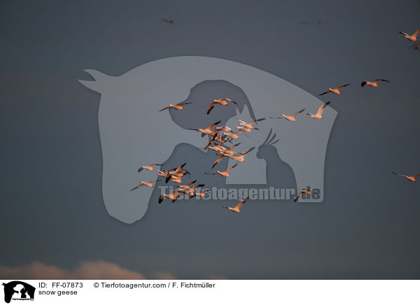 snow geese / FF-07873