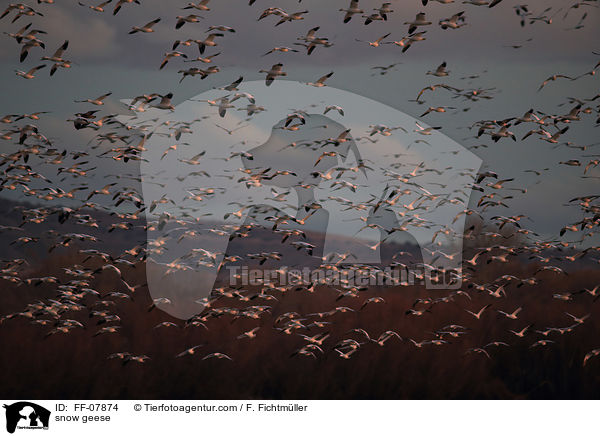 snow geese / FF-07874