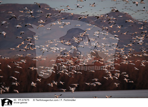 snow geese / FF-07875