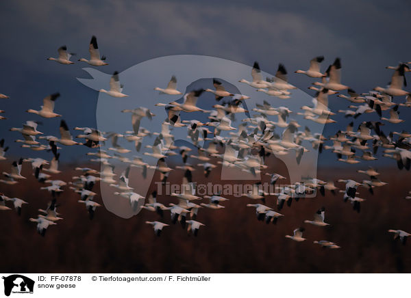 snow geese / FF-07878