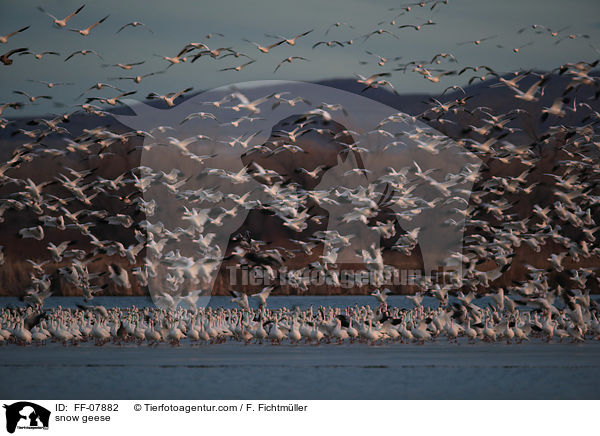 snow geese / FF-07882