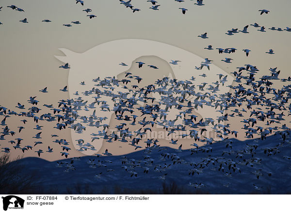 snow geese / FF-07884