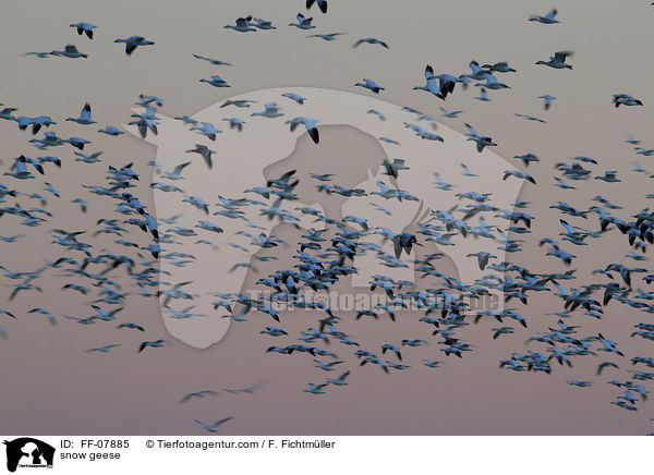 snow geese / FF-07885