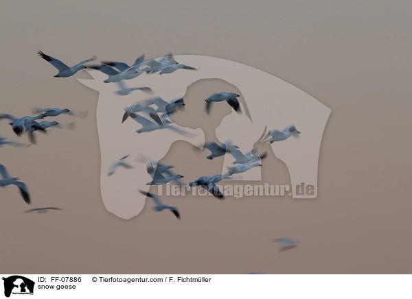 snow geese / FF-07886