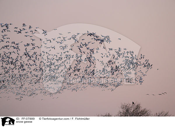 snow geese / FF-07889