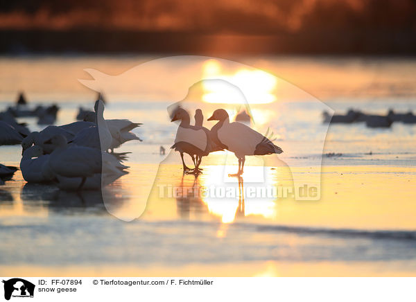 snow geese / FF-07894