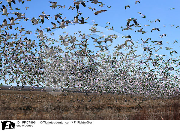 snow geese / FF-07896