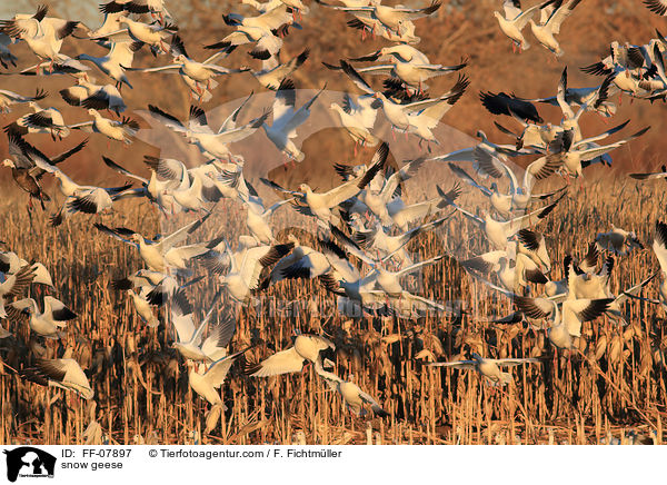 snow geese / FF-07897
