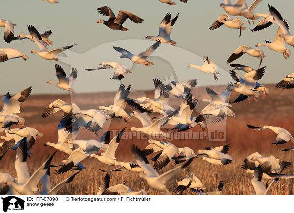 snow geese / FF-07898