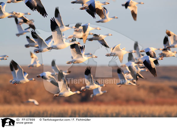 snow geese / FF-07899
