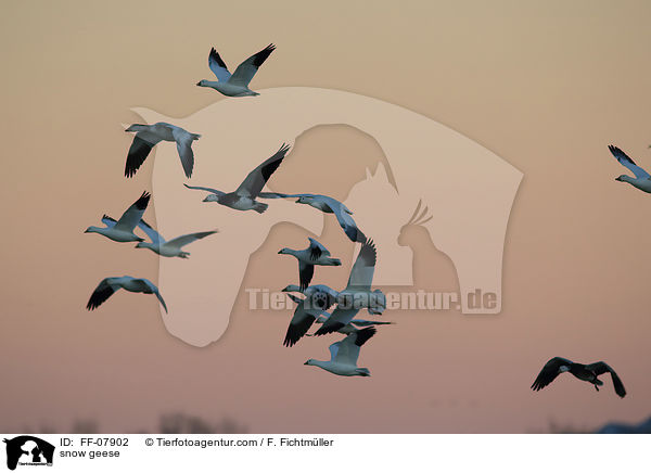 snow geese / FF-07902