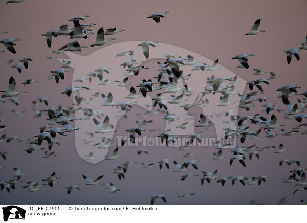 snow geese / FF-07905