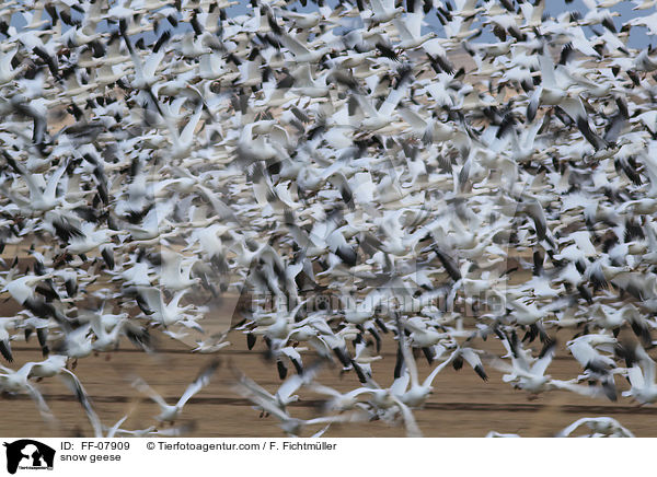 Schneegnse / snow geese / FF-07909