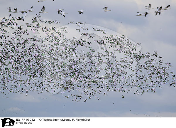 snow geese / FF-07912