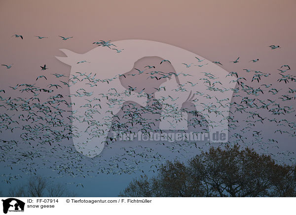 snow geese / FF-07914