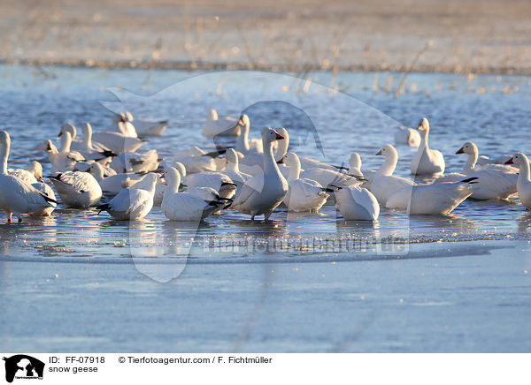 snow geese / FF-07918