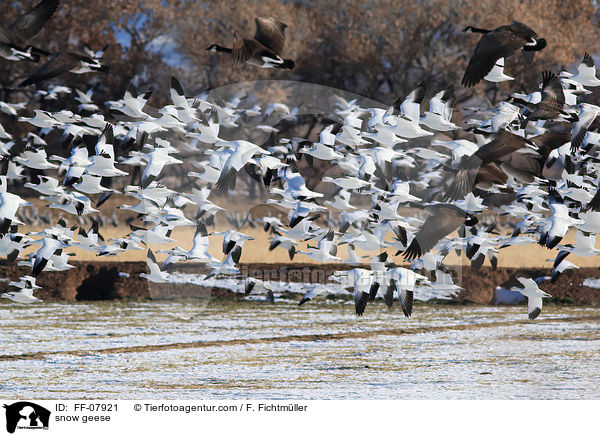 snow geese / FF-07921
