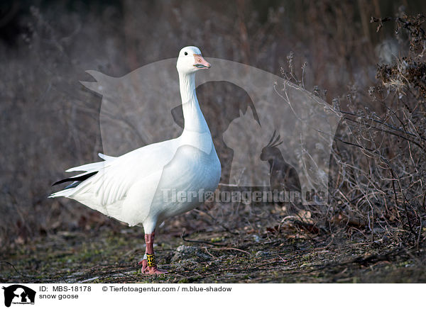 snow goose / MBS-18178