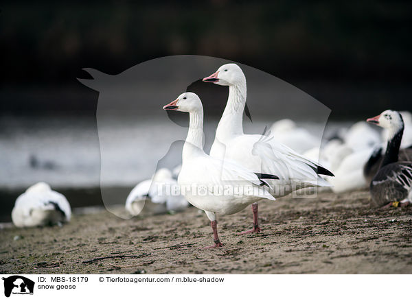 snow geese / MBS-18179