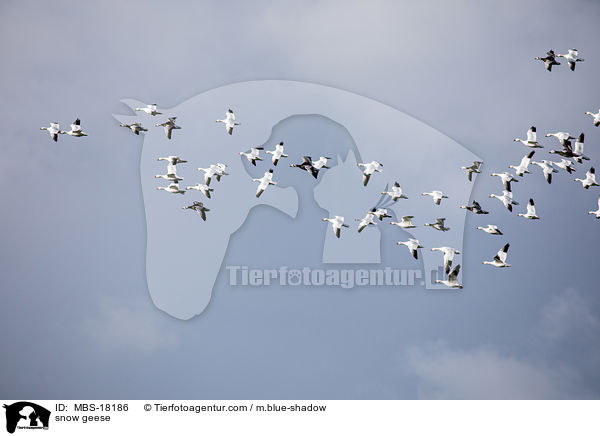 snow geese / MBS-18186