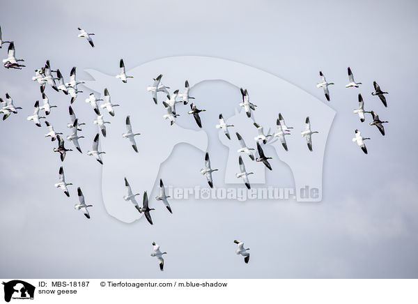 snow geese / MBS-18187