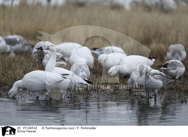 Schneegnse / Snow Geese / FF-09532