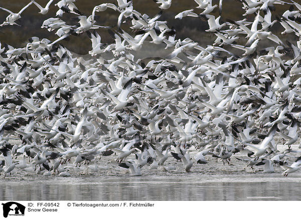 Schneegnse / Snow Geese / FF-09542