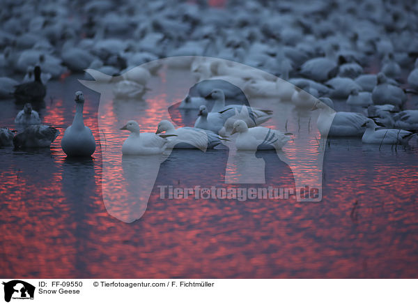 Schneegnse / Snow Geese / FF-09550