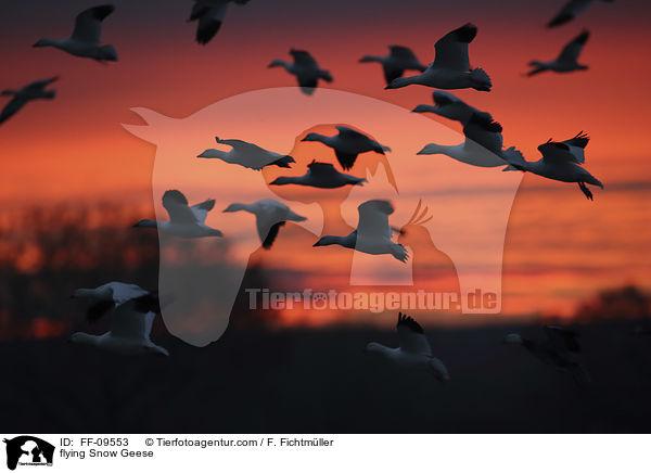 flying Snow Geese / FF-09553