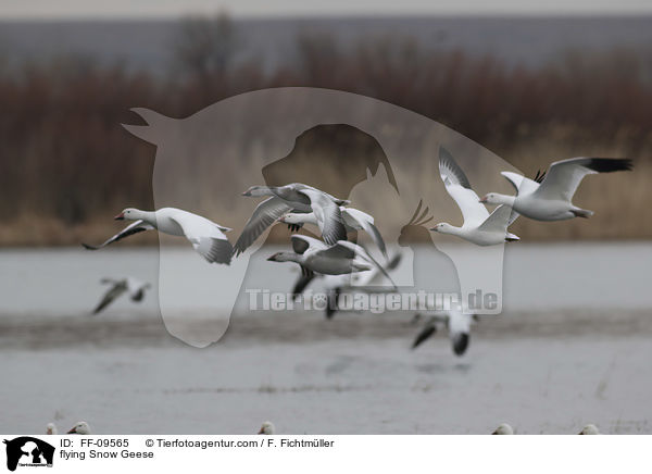 flying Snow Geese / FF-09565