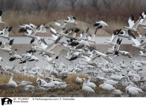 Snow Geese / FF-09567