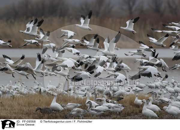 Snow Geese / FF-09568