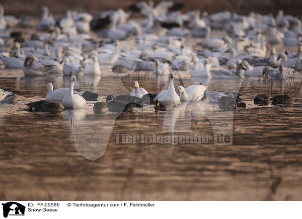 Snow Geese / FF-09586