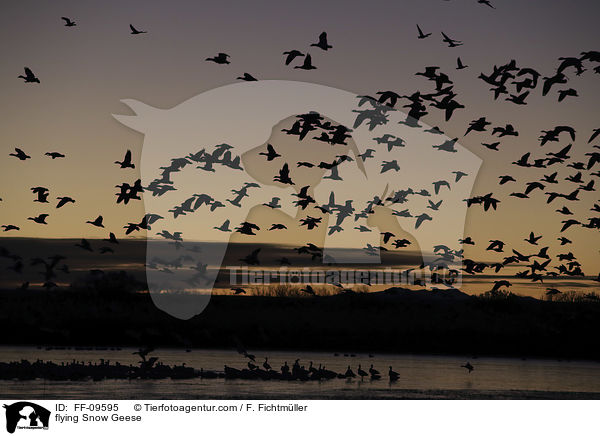 flying Snow Geese / FF-09595