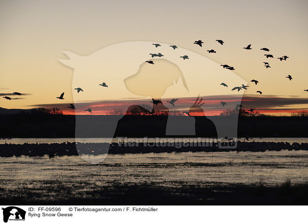 flying Snow Geese / FF-09596