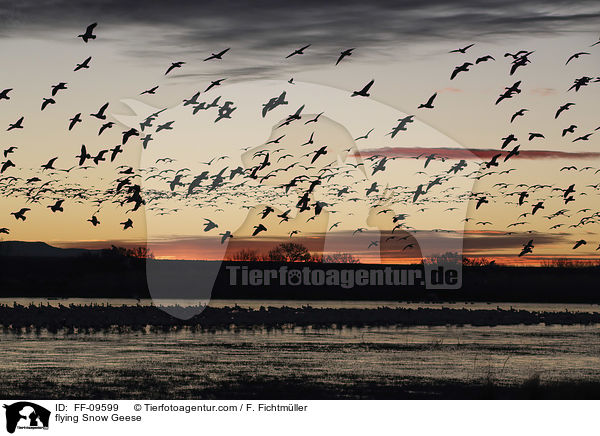 flying Snow Geese / FF-09599