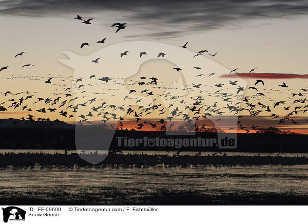 Snow Geese / FF-09600