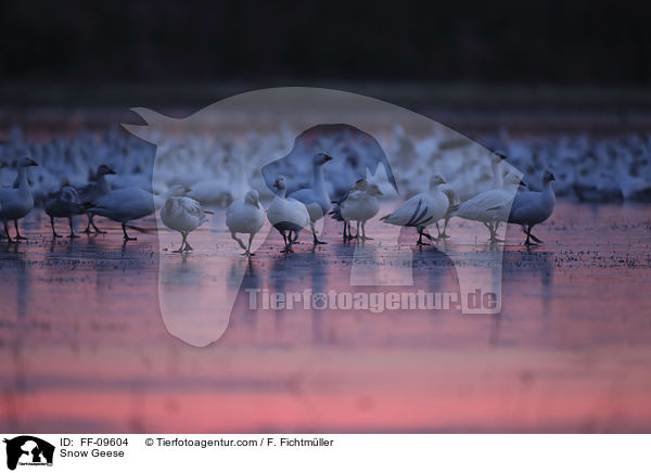 Snow Geese / FF-09604