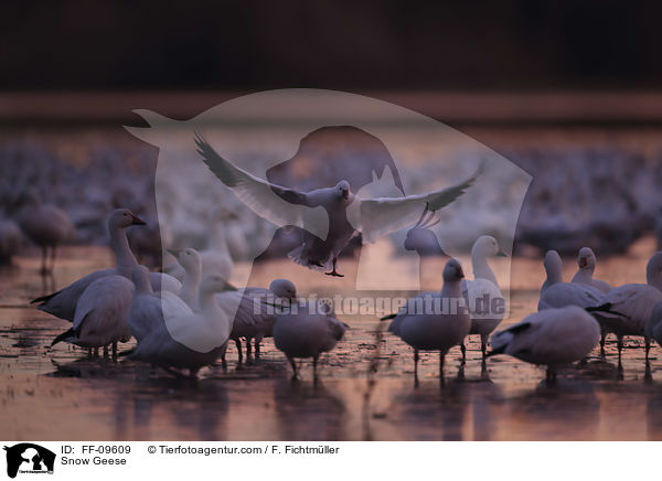 Schneegnse / Snow Geese / FF-09609