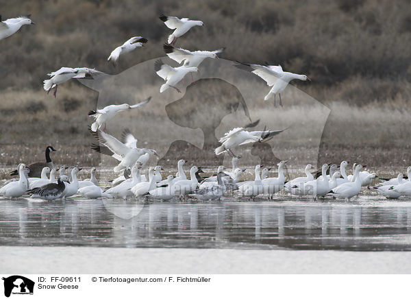 Schneegnse / Snow Geese / FF-09611