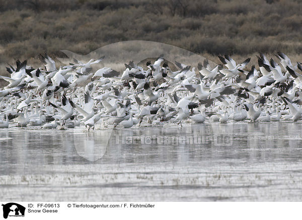 Snow Geese / FF-09613