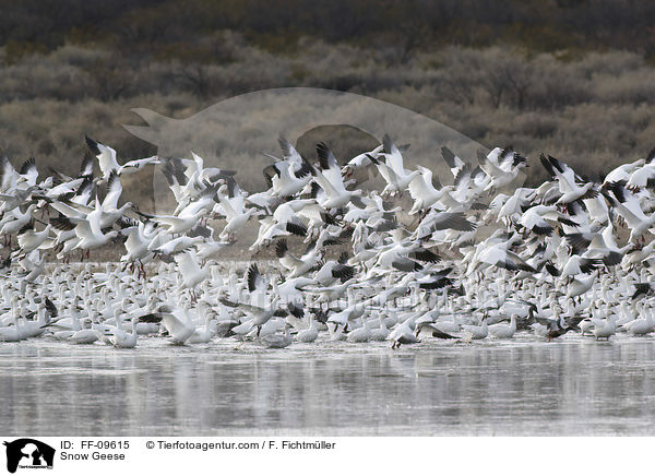 Snow Geese / FF-09615