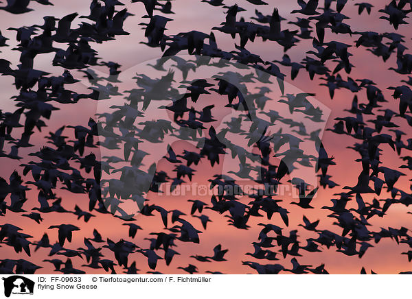 fliegende Schneegnse / flying Snow Geese / FF-09633