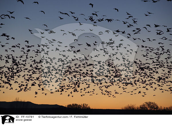 Schneegnse / snow geese / FF-10781