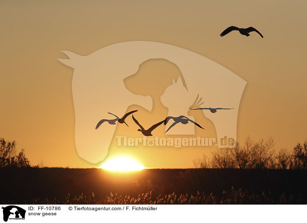 Schneegnse / snow geese / FF-10786