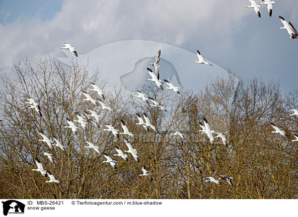 snow geese / MBS-26421