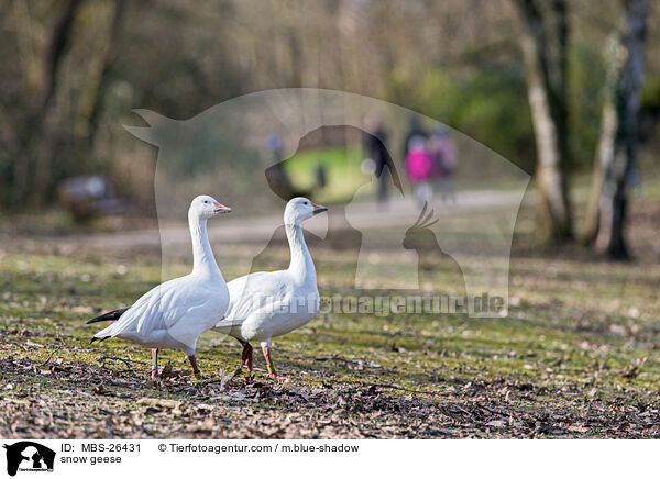 Schneegnse / snow geese / MBS-26431