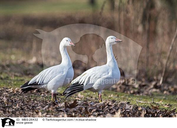 snow geese / MBS-26432