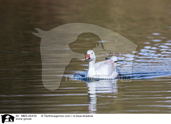 snow goose / MBS-26435
